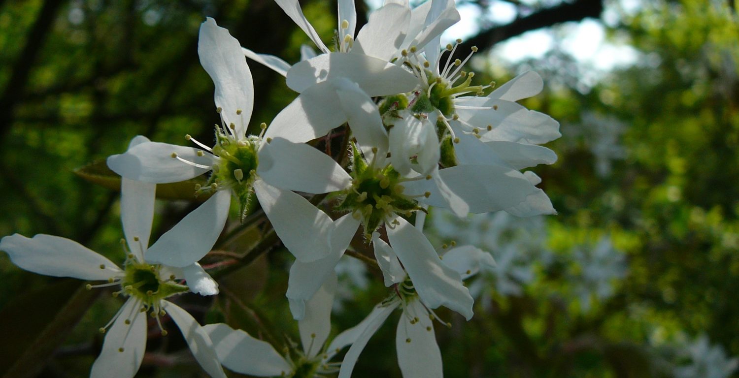 Des haies pour le Jardin de mineurs